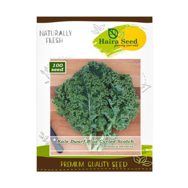 Haira Seed Kale Dwarf Blue curled Scotch - GOODPLANT | Toko dan Kebun Hidroponik | 0822 2727 3232