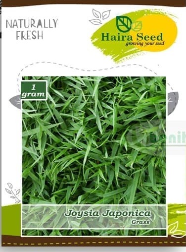 Haira Seed Joysia Japoica - GOODPLANT | Toko dan Kebun Hidroponik | 0822 2727 3232