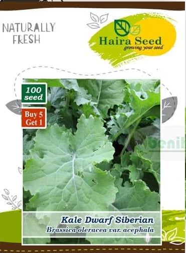 Haira Seed Kale Dwarf Siberian - GOODPLANT | Toko dan Kebun Hidroponik | 0822 2727 3232
