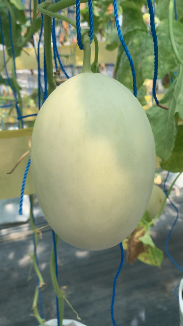 Eggplant Net - GOODPLANT | Toko dan Kebun Hidroponik | 0822 2727 3232