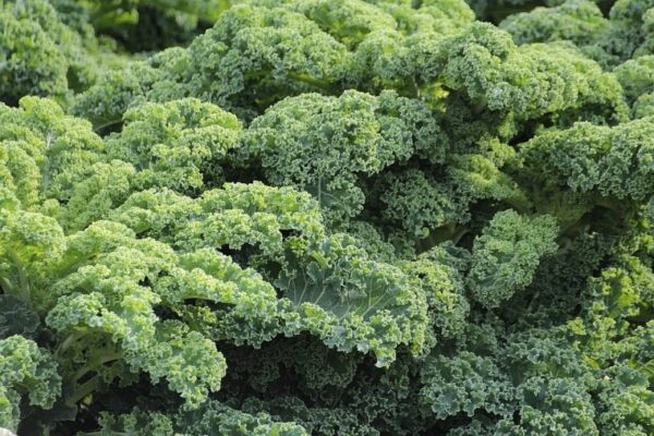 Kale - GOODPLANT | Toko dan Kebun Hidroponik | 0822 2727 3232
